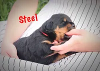 Steel, a male Rottweiler for sale in Manheim, PA – 1 of 6