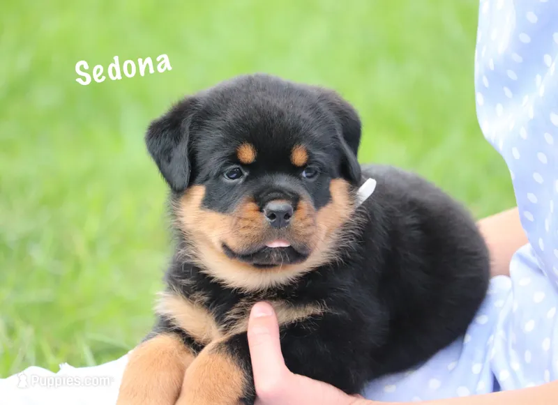 Sedona – Rottweiler puppy for sale in Manheim, PA