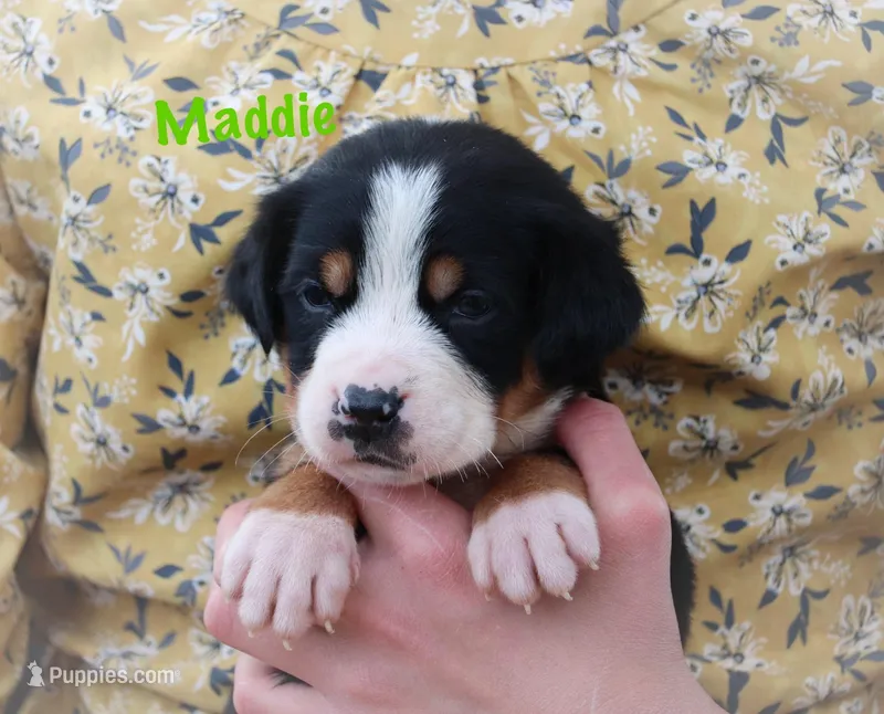 Mozzie – Greater Swiss Mountain Dog puppy on hold in Manheim, PA