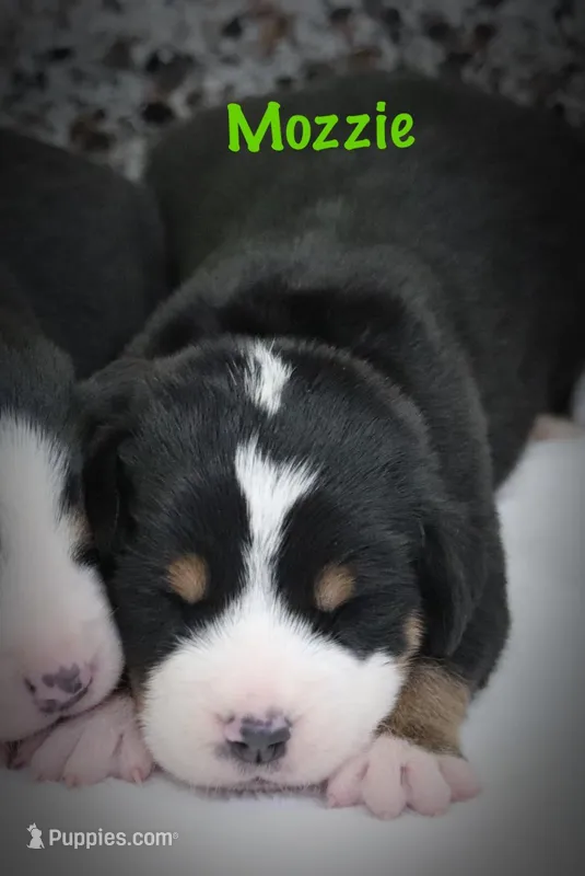 Mozzie – Greater Swiss Mountain Dog puppy for sale in Manheim, PA