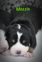 Mozzie, a male Greater Swiss Mountain Dog for sale in Manheim, PA – Photo 1 of 2