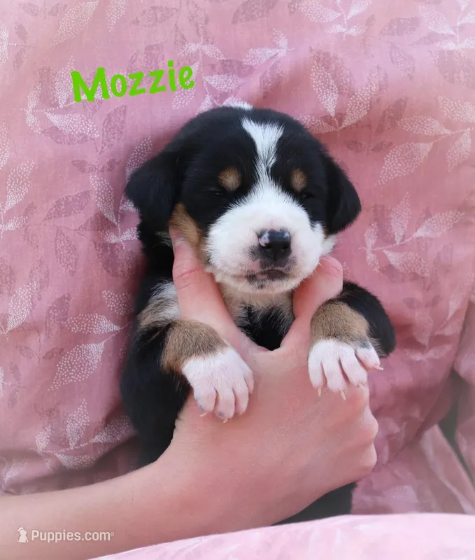 Mozzie – Greater Swiss Mountain Dog puppy for sale in Manheim, PA