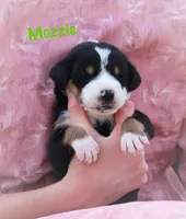 Mozzie, a male Greater Swiss Mountain Dog for sale in Manheim, PA – Photo 1 of 3