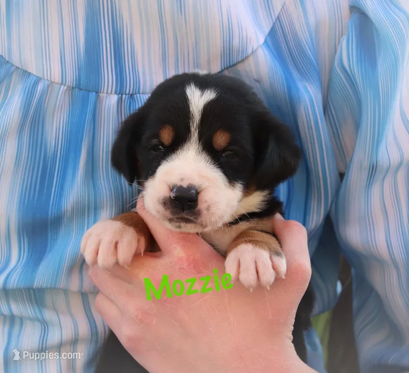 Mozzie – Greater Swiss Mountain Dog puppy for sale in Manheim, PA