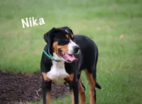 Nika, a female Greater Swiss Mountain Dog for sale in Manheim, PA – 2 of 10