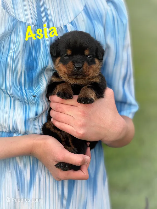 Asia  – Rottweiler puppy for sale in Manheim, PA