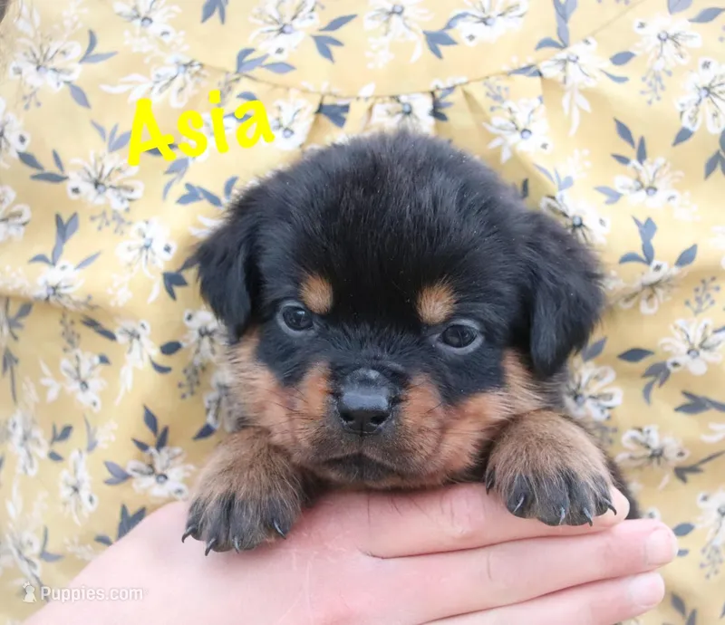 Asia  – Rottweiler puppy for sale in Manheim, PA