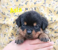 Asia , a female Rottweiler for sale in Manheim, PA – 5 of 10