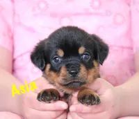 Asia , a female Rottweiler for sale in Manheim, PA – 4 of 10