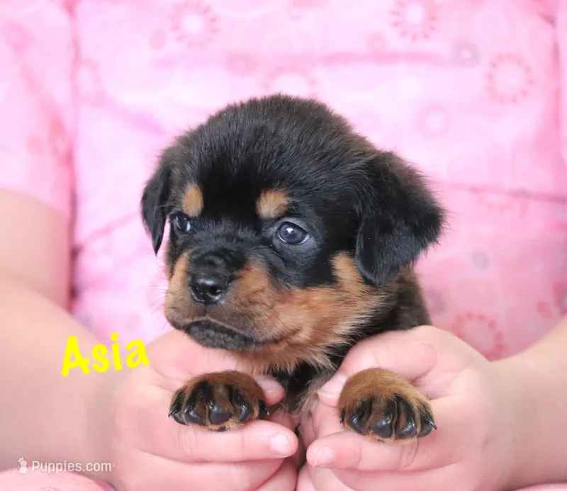 Asia  – Rottweiler puppy for sale in Manheim, PA
