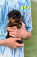 Asia , a female Rottweiler for sale in Manheim, PA – 6 of 10
