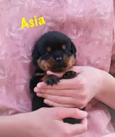Asia , a female Rottweiler for sale in Manheim, PA – Photo 2 of 5