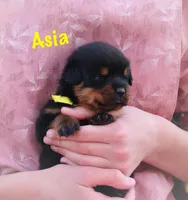 Asia , a female Rottweiler for sale in Manheim, PA – Photo 1 of 5