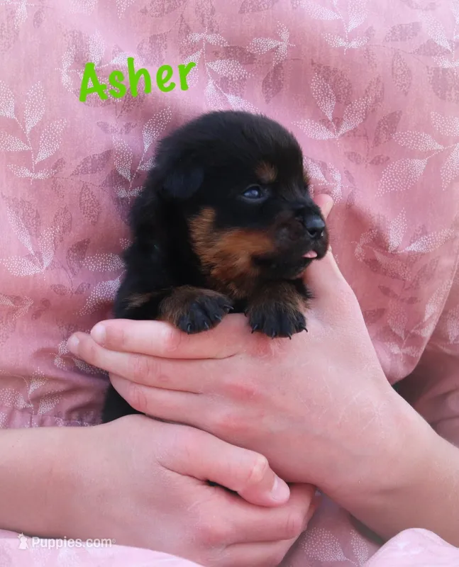 Asher – Rottweiler puppy for sale in Manheim, PA