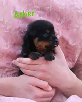 Asher, a male Rottweiler for sale in Manheim, PA – Photo 1 of 6