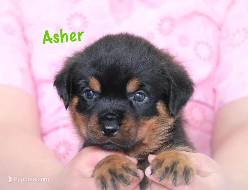 Asher – Rottweiler puppy for sale in Manheim, PA