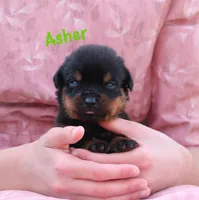 Asher, a male Rottweiler for sale in Manheim, PA – Photo 3 of 6