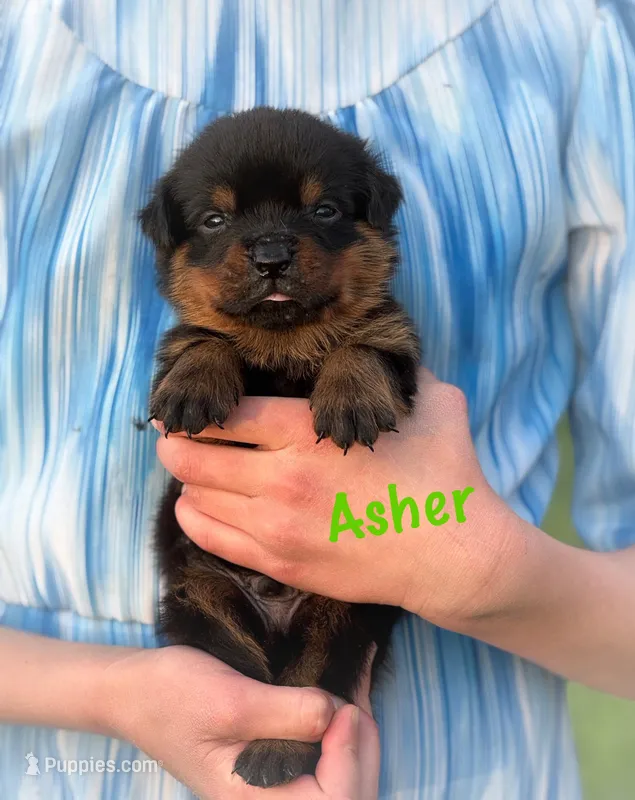 Asher – Rottweiler puppy for sale in Manheim, PA