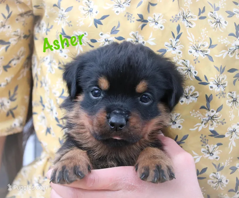 Asher – Rottweiler puppy for sale in Manheim, PA