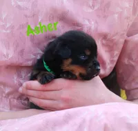 Asher, a male Rottweiler for sale in Manheim, PA – Photo 2 of 6