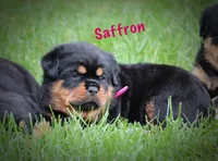 Saffron , a female Rottweiler for sale in Manheim, PA – 3 of 10
