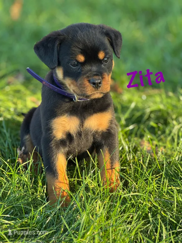 Zita – Rottweiler puppy for sale in Manheim, PA