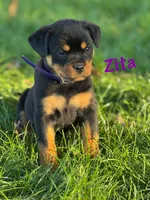 Zita, a female Rottweiler for sale in Manheim, PA – 1 of 10