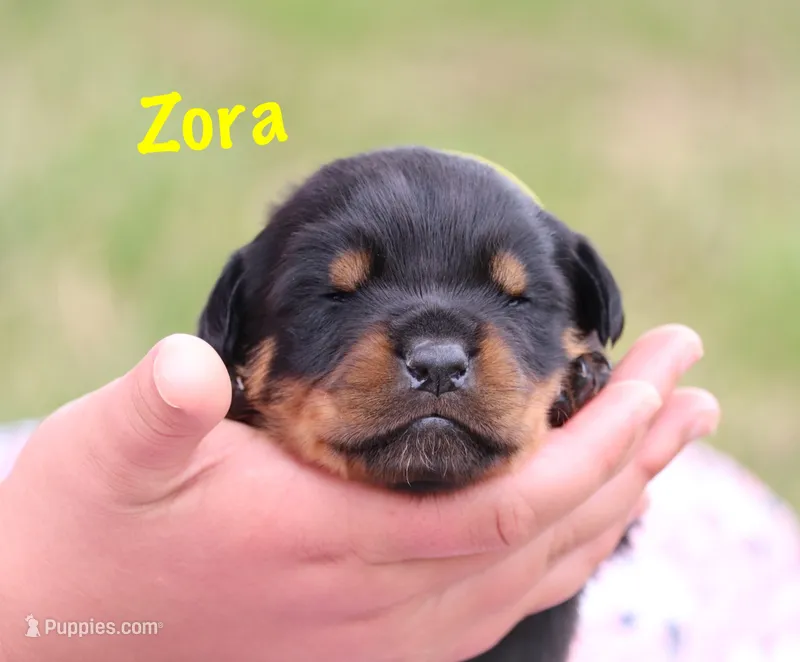 Zora – Rottweiler puppy for sale in Manheim, PA