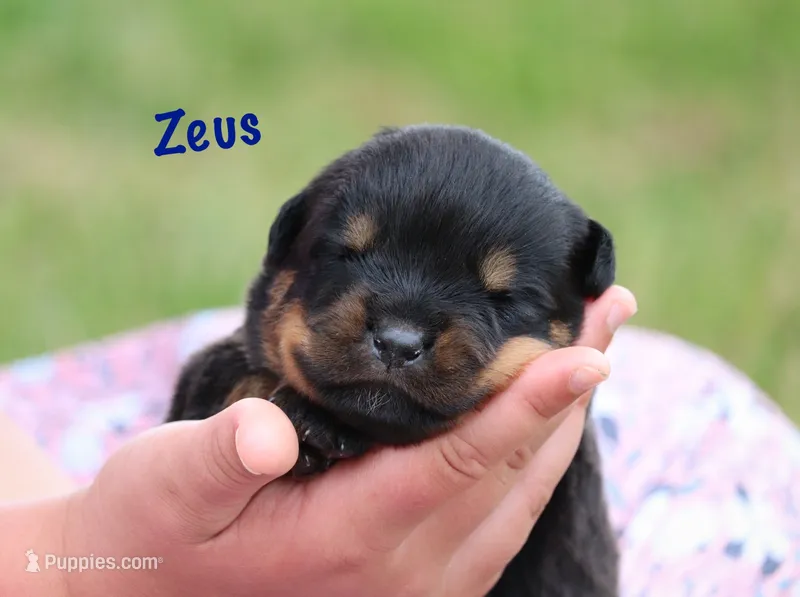 Zeus  – Rottweiler puppy for sale in Manheim, PA