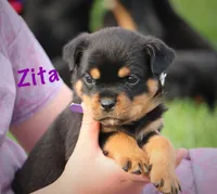 Zita, a female Rottweiler for sale in Manheim, PA – 3 of 10