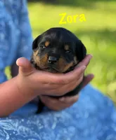 Zora, a female Rottweiler for sale in Manheim, PA – 2 of 8