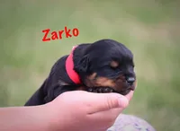 Zarko, a male Rottweiler for sale in Manheim, PA – 3 of 5