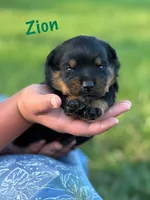 Zion, a male Rottweiler for sale in Manheim, PA – 4 of 9