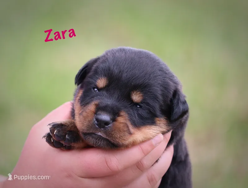 Zara – Rottweiler puppy for sale in Manheim, PA