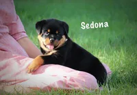 Sedona, a female Rottweiler for sale in Manheim, PA – 2 of 9