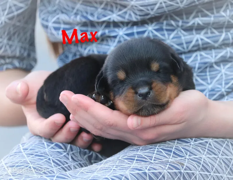 Max – Rottweiler puppy for sale in Manheim, PA