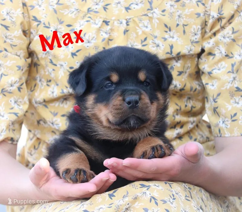 Max – Rottweiler puppy for sale in Manheim, PA