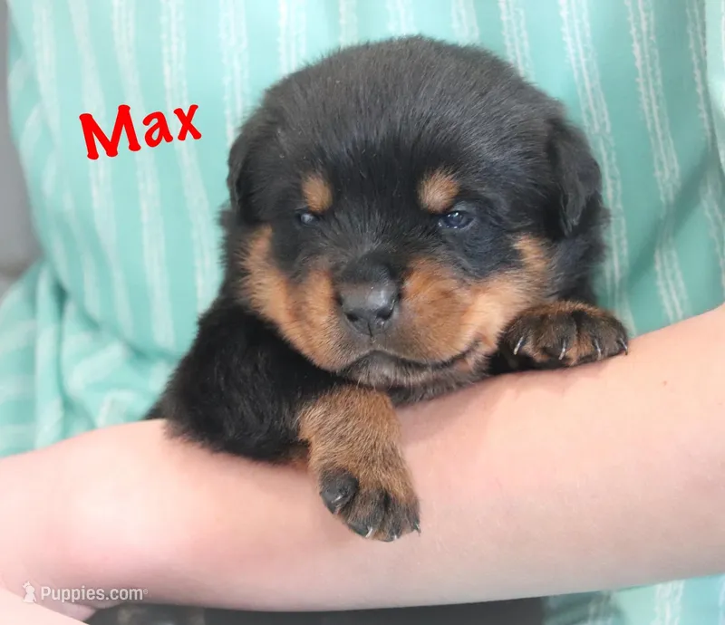 Max – Rottweiler puppy for sale in Manheim, PA