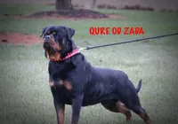 Zora, a female Rottweiler for sale in Manheim, PA – 3 of 5