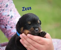 Zeus , a male Rottweiler for sale in Manheim, PA – 2 of 6