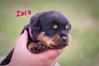 Zara, a female Rottweiler for sale in Manheim, PA – 2 of 5
