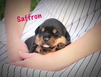 Saffron , a female Rottweiler for sale in Manheim, PA – 2 of 6