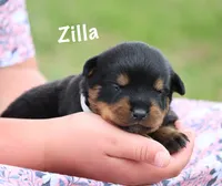 Zilla , a female Rottweiler for sale in Manheim, PA – 2 of 5