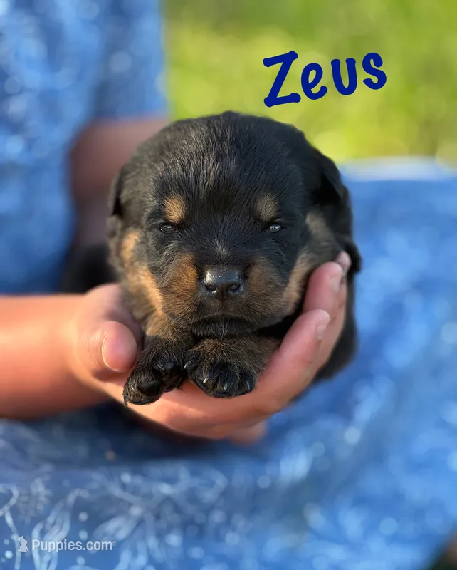 Zeus  – Rottweiler puppy for sale in Manheim, PA
