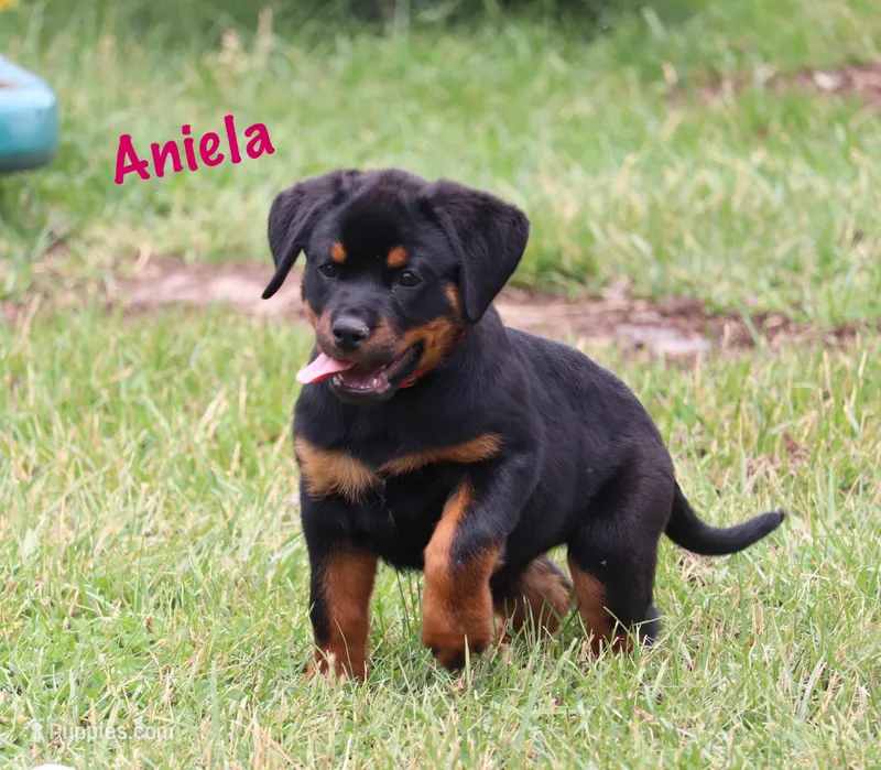 Aniela  – Rottweiler puppy for sale in Manheim, PA