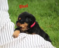 Steel, a male Rottweiler for sale in Manheim, PA – 2 of 10