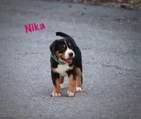Nika, a female Greater Swiss Mountain Dog for sale in Manheim, PA – 3 of 7