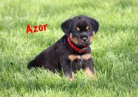 Azor , a male Rottweiler for sale in Manheim, PA – 2 of 10