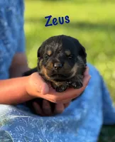 Zeus , a male Rottweiler for sale in Manheim, PA – 5 of 10