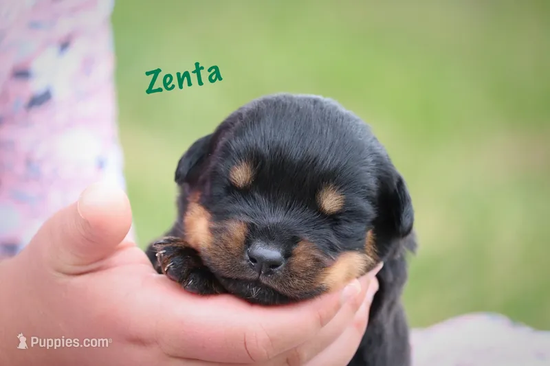 Zenta  – Rottweiler puppy for sale in Manheim, PA